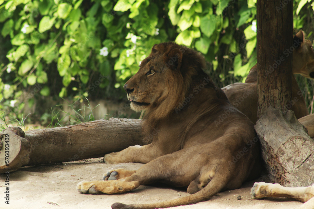 Fototapeta premium León Rey de la Selva 