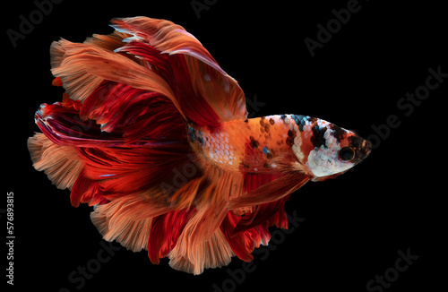 Beautiful betta orange red beautifully fluttering fins profound deep eyes  and unpredictable on black background.