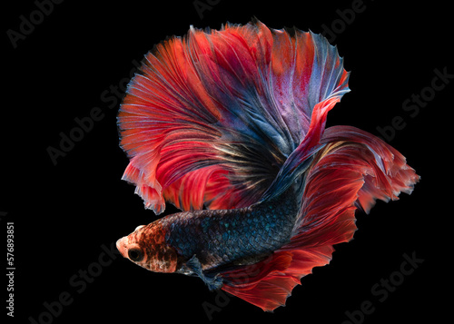 Beautiful deep blue betta fish bright red fins swims beautifully and mysterious at the same time on black background.