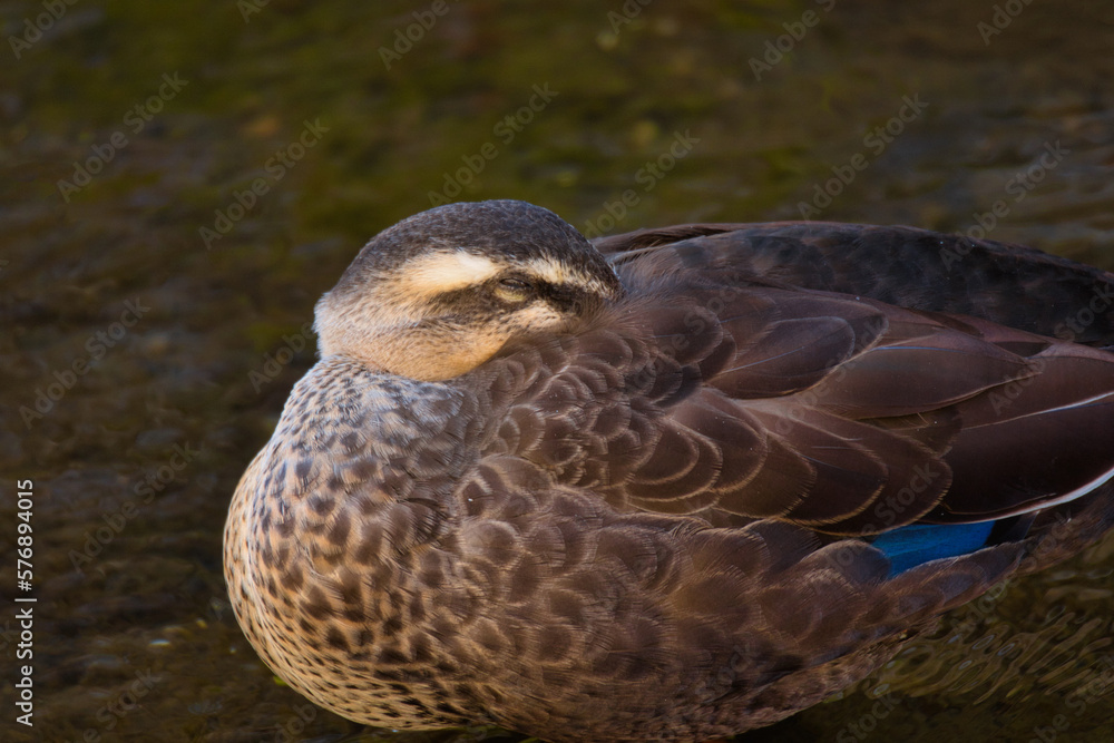 Mallard duck Mallard duck