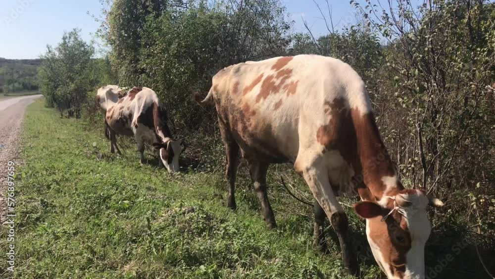 Close-up view of two cows grazing next to road Close-up view of two cows grazing next to road