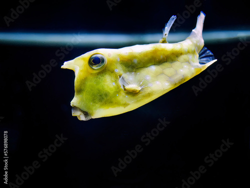 Close up a yellow Thornback Cowfish, Longhorn Cowfish, Lactoria cornuta swimming in the tank at Phuket aquarium photo