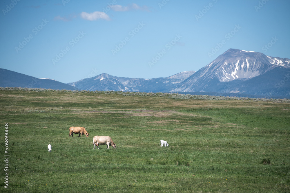 Cows on the field near the mountains