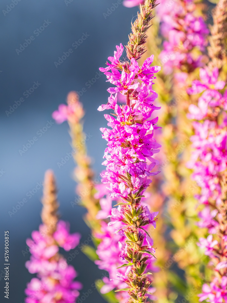 Summer Flowering Purple Loosestrife, Lythrum tomentosum on a green blured background. Summer Flowering Purple Loosestrife, Lythrum tomentosum on a green blured background.