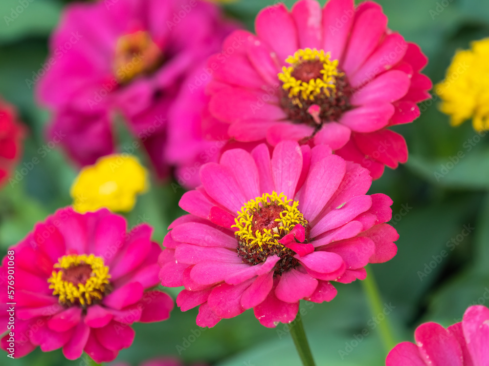 Obraz premium A wonderful red dahlia flower is blooming in the garden.