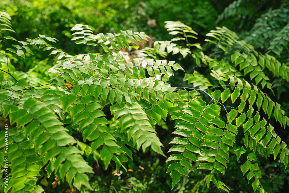 Closeup image of Fern leaves in the garden Closeup image of Fern leaves in the garden