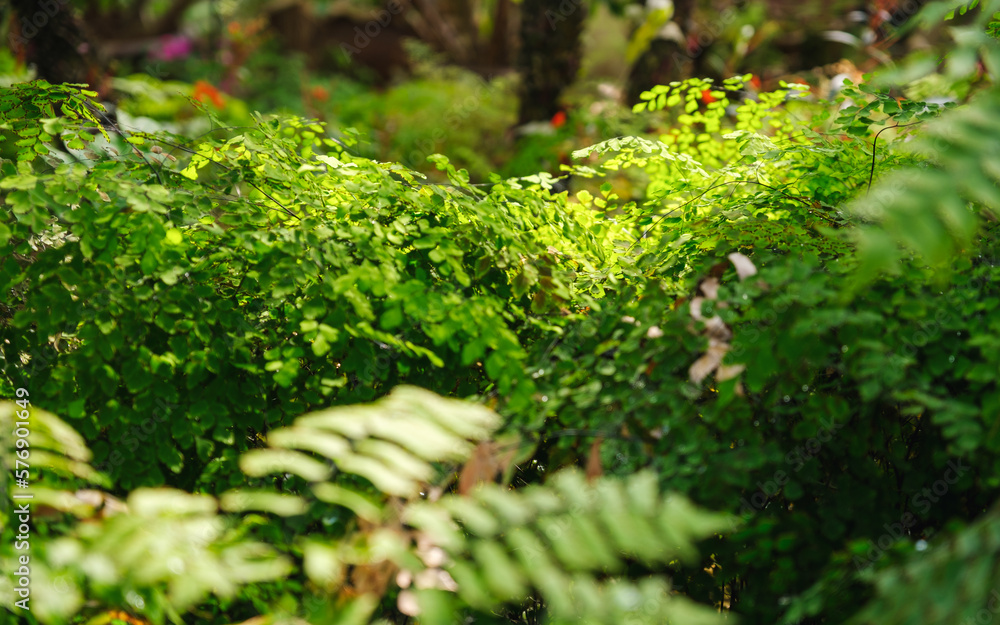 Closeup image of plants and green leaves in the garden Closeup image of plants and green leaves in the garden