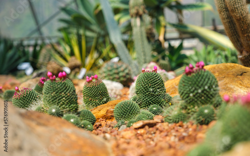 Closeup image of Lobivia arachnacantha cactus with pink flowers in botanic garden photo