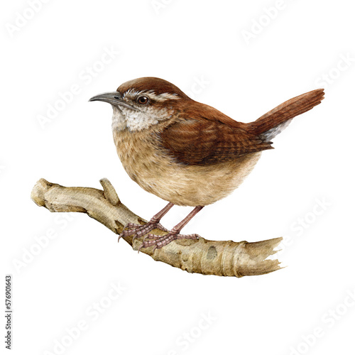Slika na platnu Carolina wren on the branch