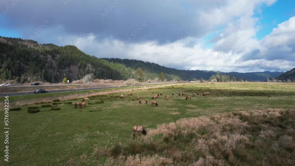 Beautiful 4K aerial shot gliding over wild Elk at Dean Creek Elk Viewing Area in Reedsport, Oregon. Beautiful 4K aerial shot gliding over wild Elk at Dean Creek Elk Viewing Area in Reedsport, Oregon.