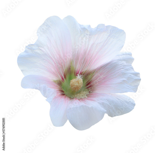 Hollyhock or Malvaceae or Alcea rosea linn flowers Close up beautiful white-pink hollyhock flowers bouquet isolated on transparent background. photo