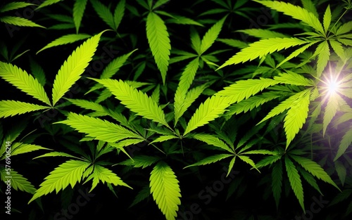 cannabis leaf beautiful background wallpaper Stock photographic Image 