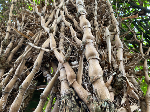 Dry brown Buddha Belly Bamboo branches (Bambusa ventricosa) backgrounds, textures, selective focus. POV photo