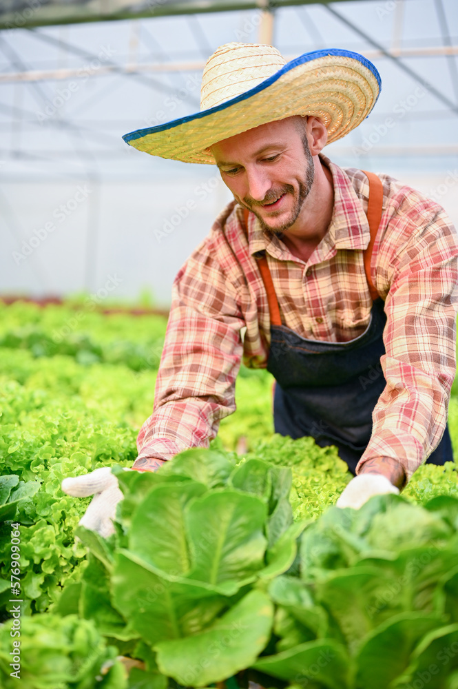 Portrait of happy Caucasian male farmer harvesting organic hydroponic salad vegetables