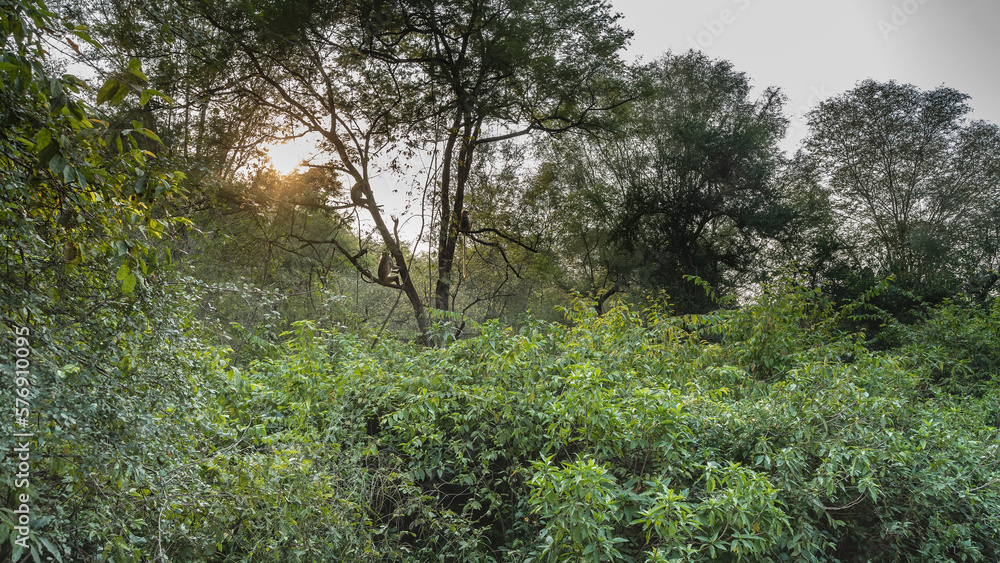 Lush impenetrable jungle. There are green bushes in the foreground. Langur monkeys are sitting on a tree in the distance. The sun shines through the branches. India. Sariska National Park Lush impenetrable jungle. There are green bushes in the foreground. Langur monkeys are sitting on a tree in the distance. The sun shines through the branches. India. Sariska National Park