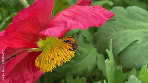 Honey bee collects nectar on a yellow rapeseed flower.Honey Bee collecting pollen on yellow rape flower. Bee with rape flower in the spring - rapeseed honey - bee collects nectar. High quality 4k