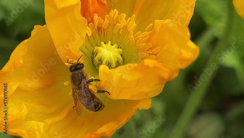 Honey bee collects nectar on a yellow rapeseed flower.Honey Bee collecting pollen on yellow rape flower. Bee with rape flower in the spring - rapeseed honey - bee collects nectar. High quality 4k