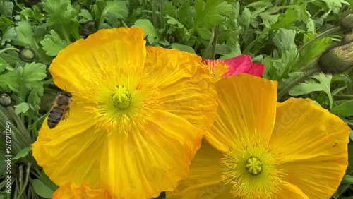 Honey bee collects nectar on a yellow rapeseed flower.Honey Bee collecting pollen on yellow rape flower. Bee with rape flower in the spring - rapeseed honey - bee collects nectar. High quality 4k