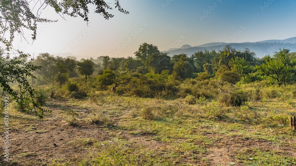 Lush trees and bushes grow in the jungle. There is a spotted deer axis in the clearing. A mountain range in the distance against the blue sky. India. Sariska National Park Lush trees and bushes grow in the jungle. There is a spotted deer axis in the clearing. A mountain range in the distance against the blue sky. India. Sariska National Park