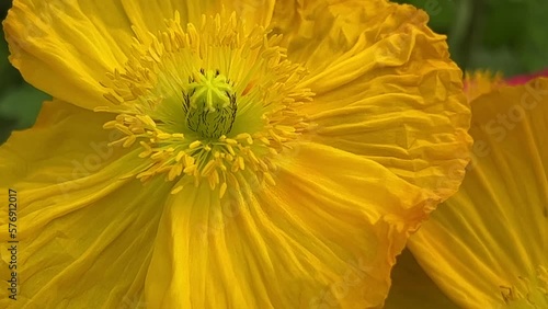 Honey bee collects nectar on a yellow rapeseed flower.Honey Bee collecting pollen on yellow rape flower. Bee with rape flower in the spring - rapeseed honey - bee collects nectar. High quality 4k