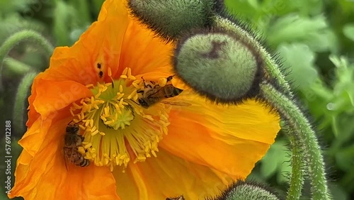 Honey bee collects nectar on a yellow rapeseed flower.Honey Bee collecting pollen on yellow rape flower. Bee with rape flower in the spring - rapeseed honey - bee collects nectar. High quality 4k