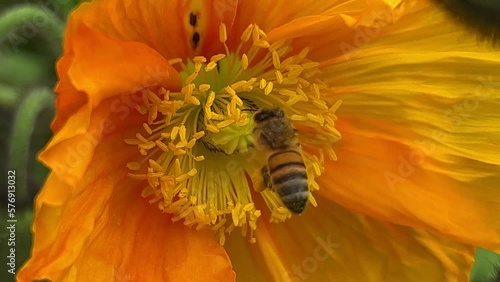 Honey bee collects nectar on a yellow rapeseed flower.Honey Bee collecting pollen on yellow rape flower. Bee with rape flower in the spring - rapeseed honey - bee collects nectar. High quality 4k