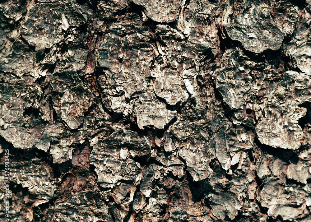 Fototapeta premium woody background close-up selective focus