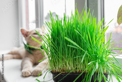 Grass vitamin for pets is grown at home. Sprouted oats for cats and dogs in a tray stands on the window  the cat is in the blur zone