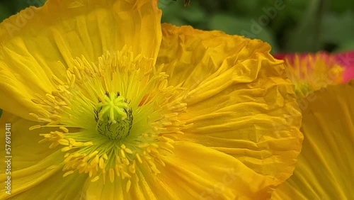 Honey bee collects nectar on a yellow rapeseed flower.Honey Bee collecting pollen on yellow rape flower. Bee with rape flower in the spring - rapeseed honey - bee collects nectar. High quality 4k