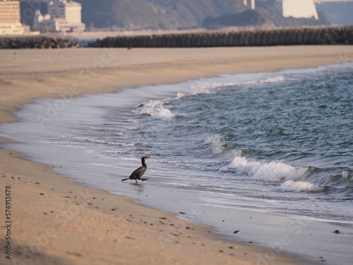 海辺を歩く水鳥