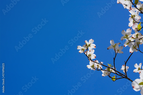 Background with dogwood branch in spring and blue sky