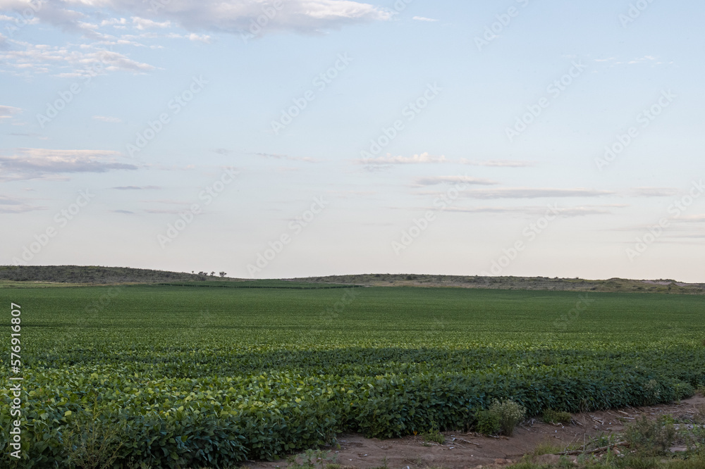 field and blue sky soja field and blue sky soja
