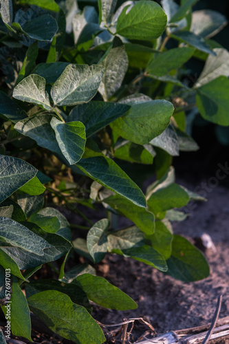 Wallpaper Mural leaves in the water soja Torontodigital.ca