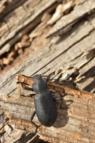 Close-up picture of large black Pinacate Beetle on wood. Antennae, legs and eyes visible. photo