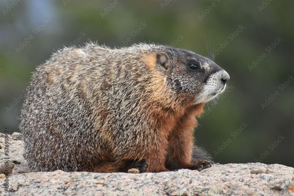 Yellow Bellied Marmot sitting on a rock. Profile view.