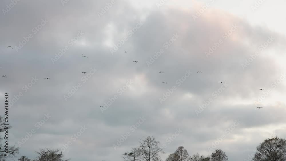 Birds in Sky, Reveal Hillsborough River, Florida, United States Birds in Sky, Reveal Hillsborough River, Florida, United States