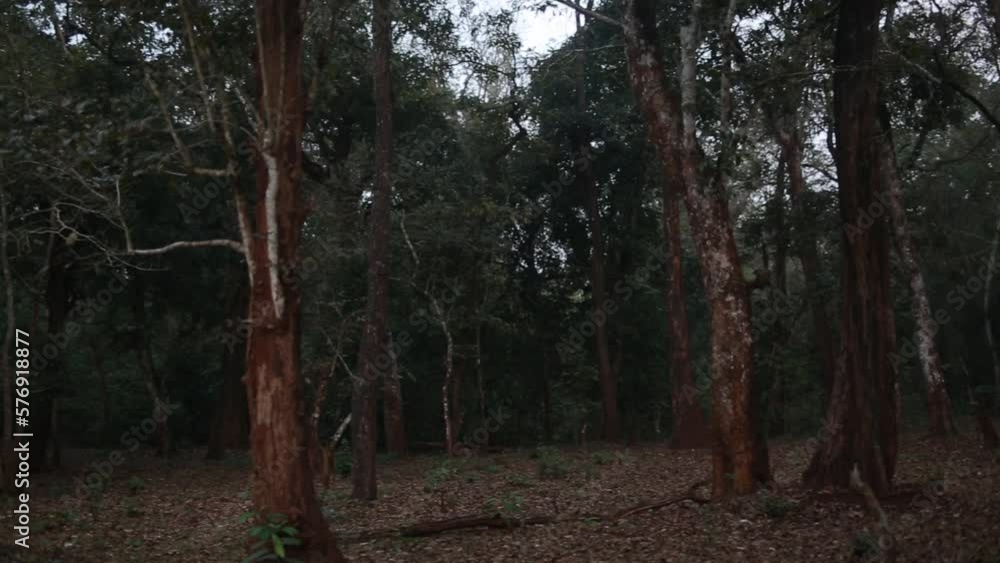 Dense tropical forest of South India. Pan Left. Dense tropical forest of South India. Pan Left.