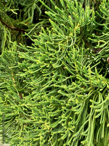 close up of green pine needles