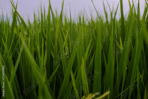 Fresh growing rice plants in farmer's field on green background in morning light