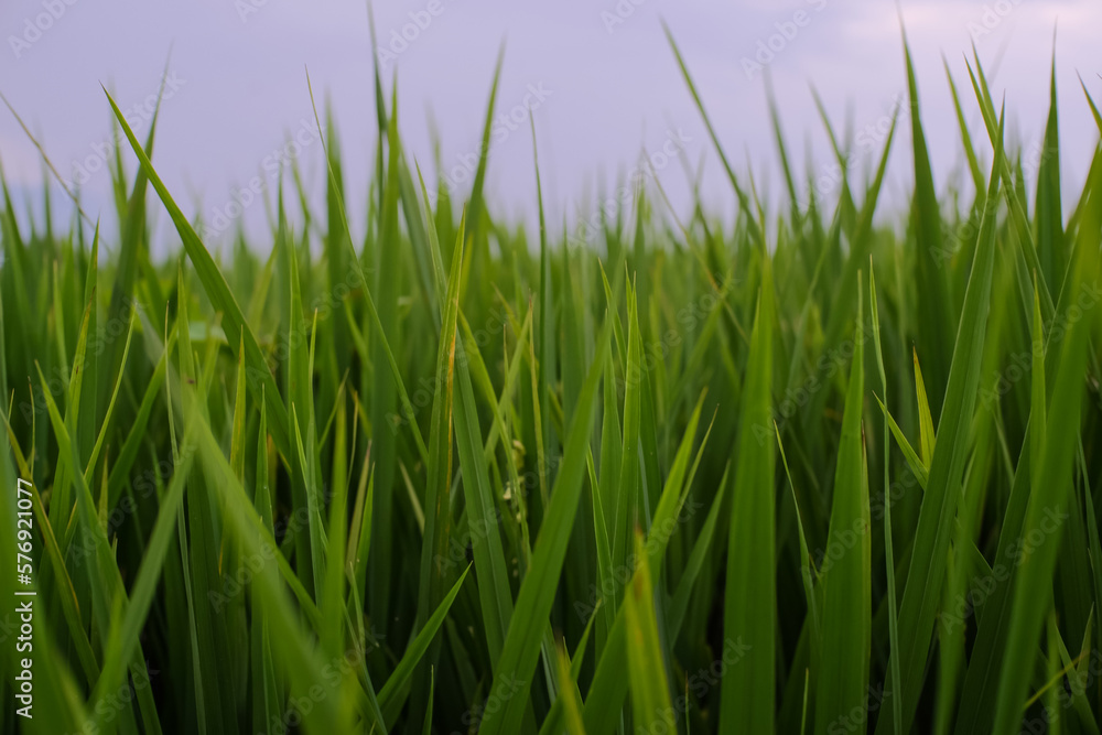 Fototapeta premium Fresh growing rice plants in farmer's field on green background in morning light