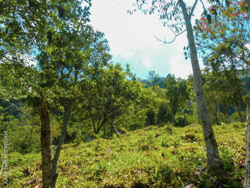 Cafetales de San Agustín: Un Lienzo de Verdes entre las Paredes del Cañón