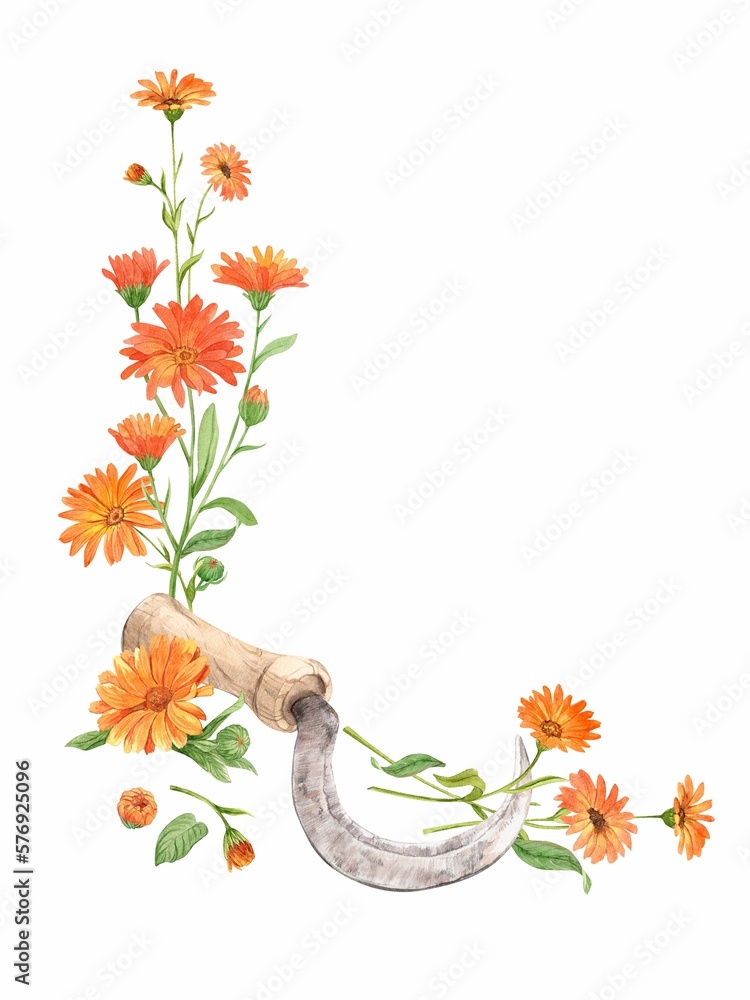 Vintage sickle for collecting herbs, orange calendula flowers. A tool for collecting medicinal plants. The concept of a home laboratory for the production of tea. - obrazy, fototapety, plakaty 