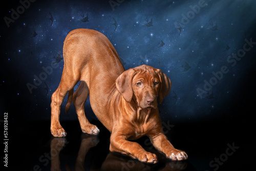 Beautiful rhodesian ridgeback livernose female in studio