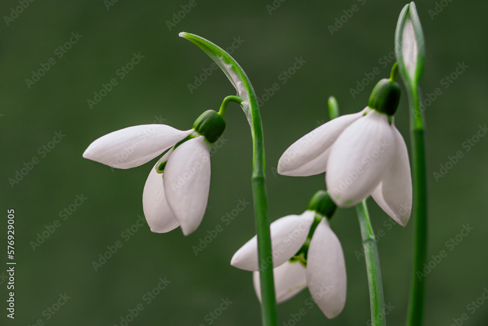 white snowdrop flowers Galanthus nivalis growth in snow. Beautiful spring natural green background. early spring season concept First flowers postcard march 8 forest spring sun bloom copy space white snowdrop flowers Galanthus nivalis growth in snow. Beautiful spring natural green background. early spring season concept First flowers postcard march 8 forest spring sun bloom copy space