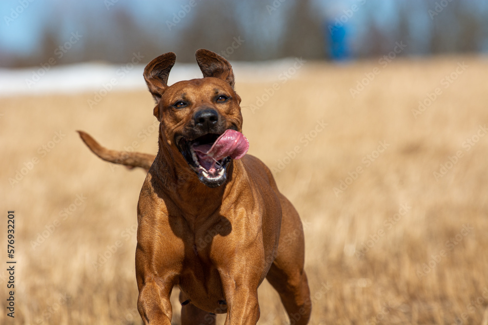 Rhodesian Ridgeback dog in the spring field Rhodesian Ridgeback dog in the spring field