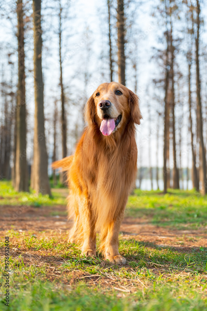 Golden Retriever on the grass in the countryside