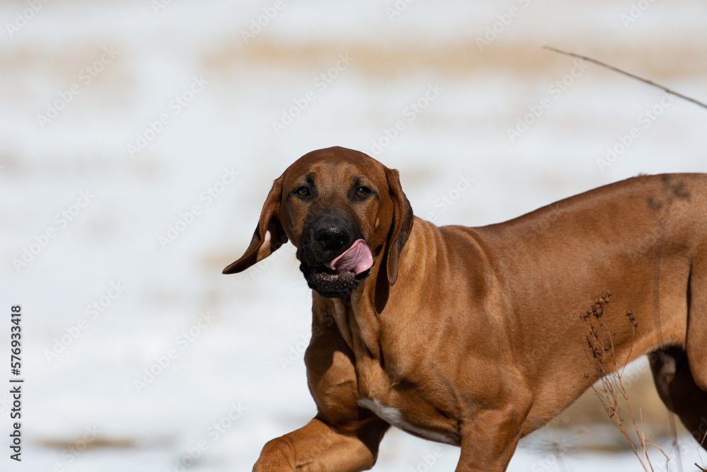 portrait of a cute Rhodesian Ridgeback dog standing in the snow