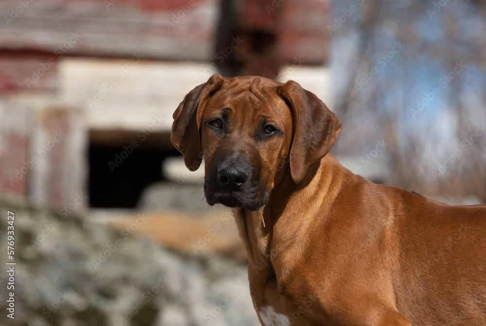 close-up view of cute Rhodesian Ridgeback dog close-up view of cute Rhodesian Ridgeback dog