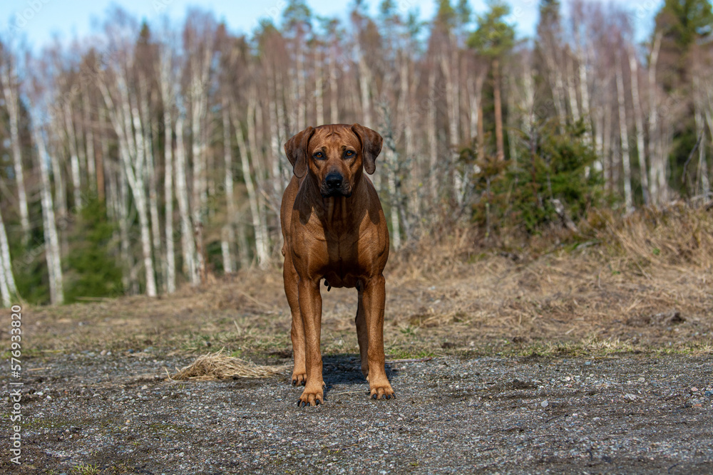 Rhodesian Ridgeback dog staying on road in the park at sunset