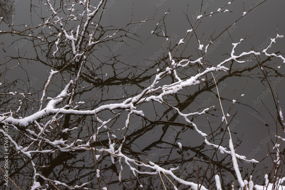 branch with snow in water branch with snow in water